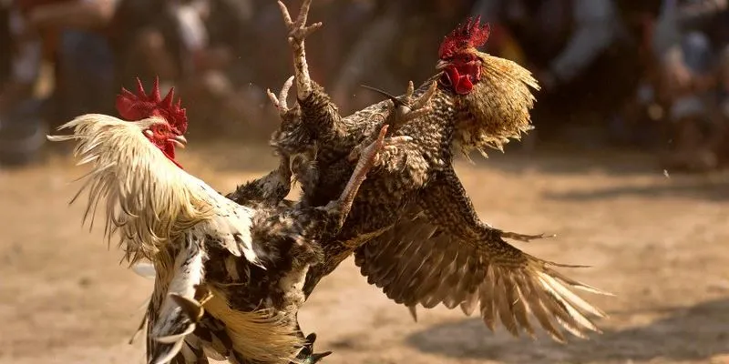 cac giong ga pho bien hien nay