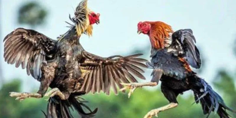 luat tham gia da ga cua dao bin88