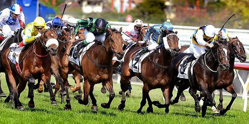 ngua ao phu hop voi doi tuong nao